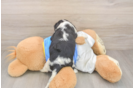 Cavalier King Charles Spaniel Pup Being Cute