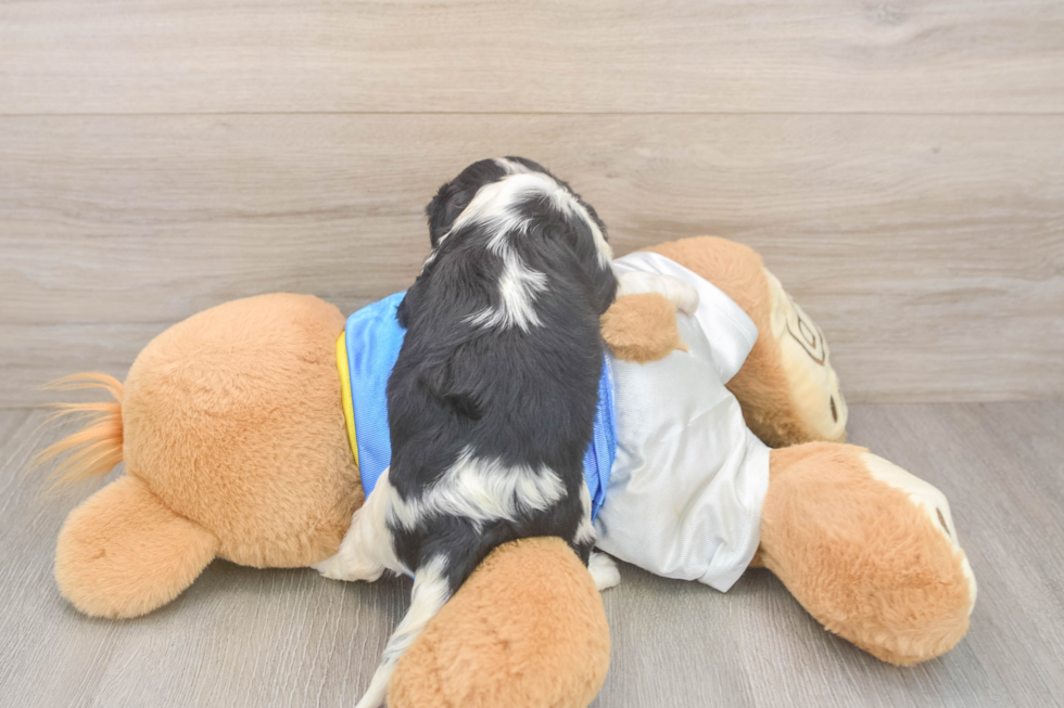 Cavalier King Charles Spaniel Pup Being Cute