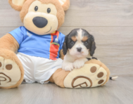 7 week old Cavalier King Charles Spaniel Puppy For Sale - Fairfield Furbabies