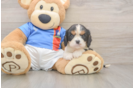 Cavalier King Charles Spaniel Puppy for Adoption