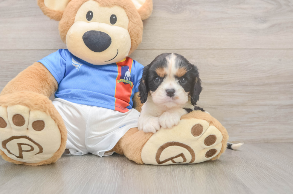 5 week old Cavalier King Charles Spaniel Puppy For Sale - Fairfield Furbabies