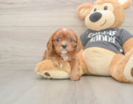 5 week old Cavalier King Charles Spaniel Puppy For Sale - Fairfield Furbabies