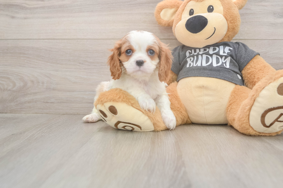 Sweet Cavalier Purebred Puppy