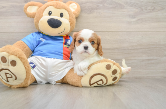 Best Cavalier King Charles Spaniel Baby