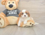 5 week old Cavalier King Charles Spaniel Puppy For Sale - Fairfield Furbabies
