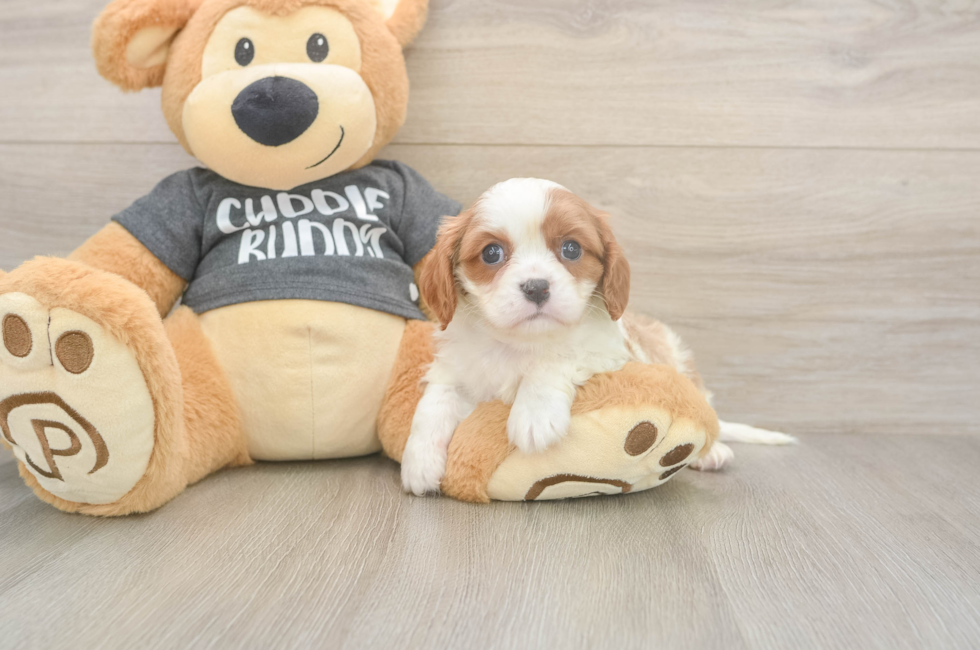 5 week old Cavalier King Charles Spaniel Puppy For Sale - Fairfield Furbabies
