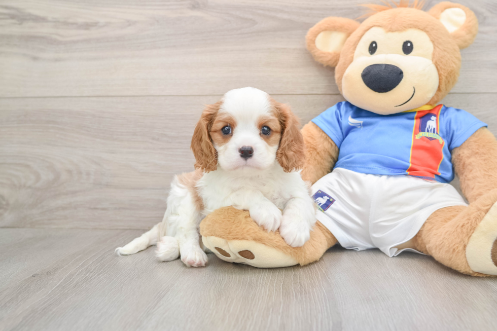 Best Cavalier King Charles Spaniel Baby