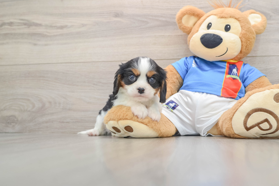 Happy Cavalier Purebred Puppy