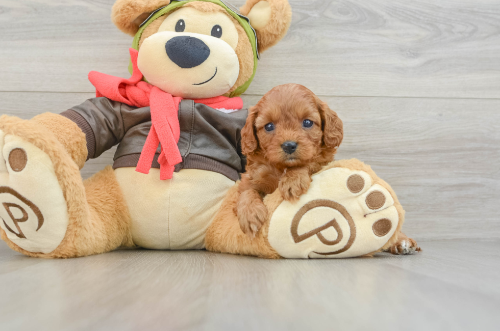 7 week old Cavapoo Puppy For Sale - Fairfield Furbabies