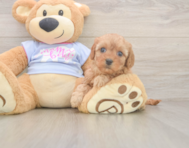 8 week old Cavapoo Puppy For Sale - Fairfield Furbabies