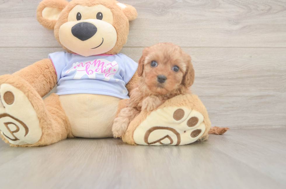 8 week old Cavapoo Puppy For Sale - Fairfield Furbabies