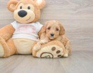8 week old Cavapoo Puppy For Sale - Fairfield Furbabies