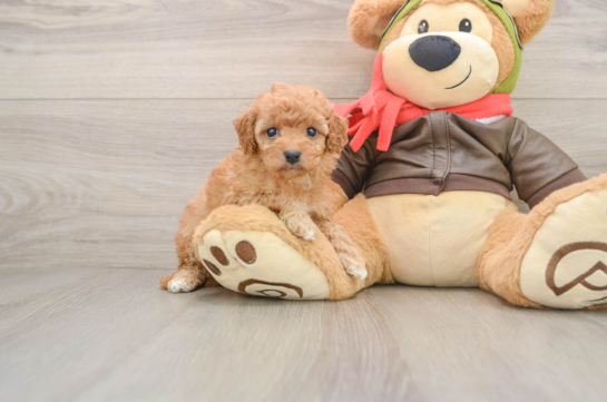 ALANIS, a Cavapoo littermate