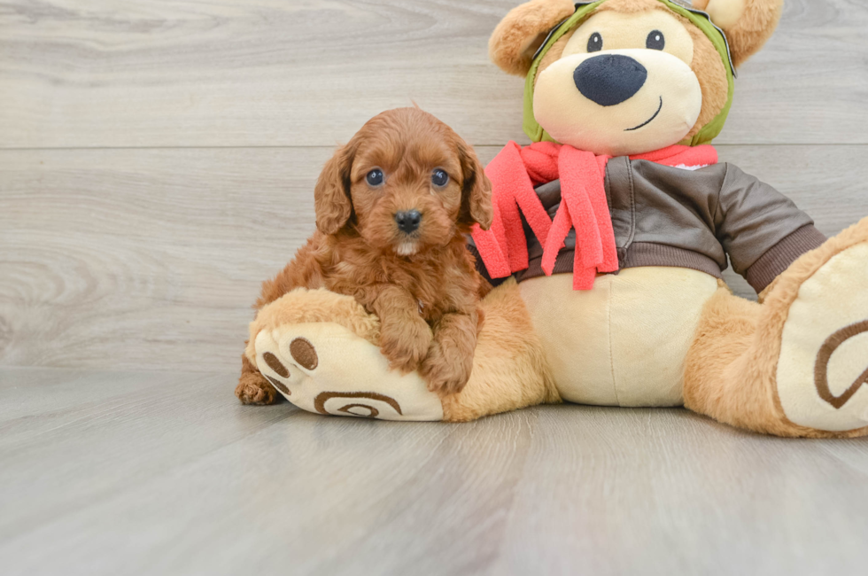 7 week old Cavapoo Puppy For Sale - Fairfield Furbabies