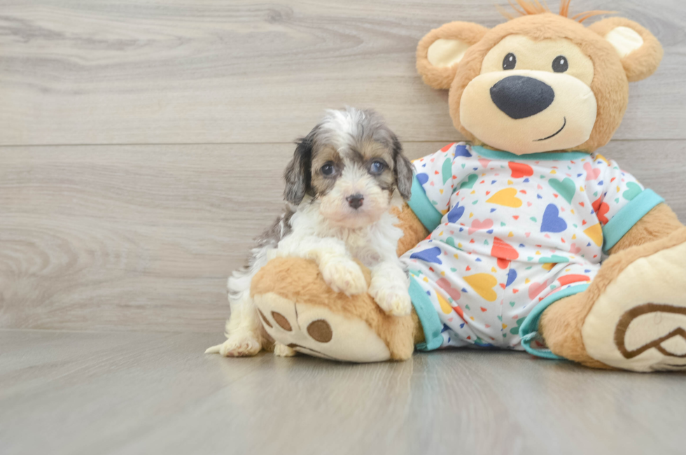 6 week old Cavapoo Puppy For Sale - Fairfield Furbabies