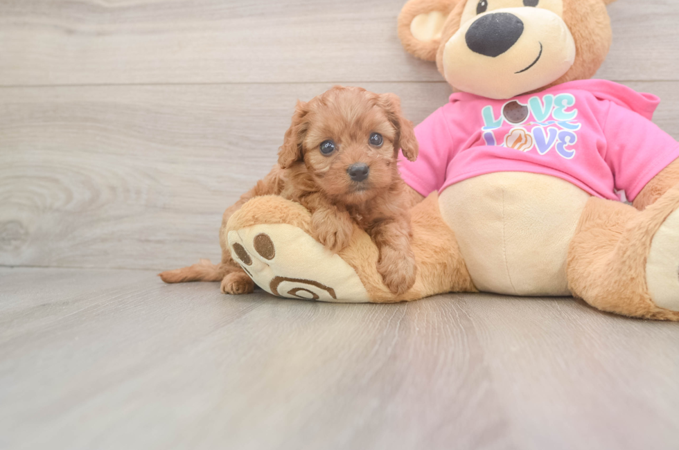 5 week old Cavapoo Puppy For Sale - Fairfield Furbabies