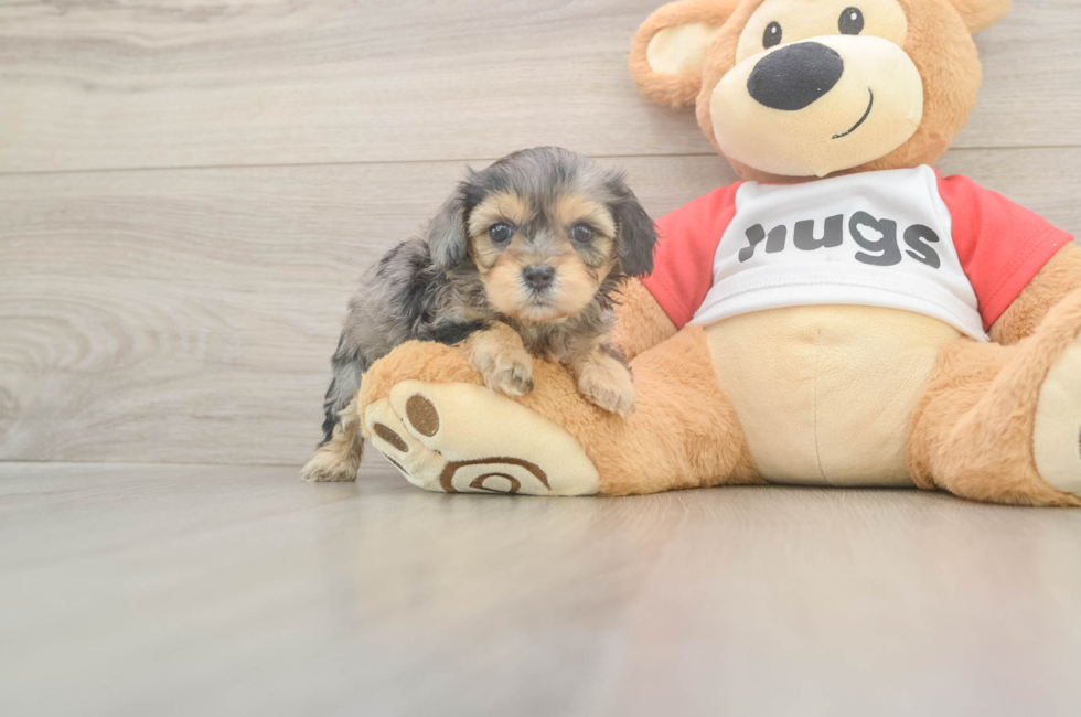 5 week old Cavapoo Puppy For Sale - Fairfield Furbabies