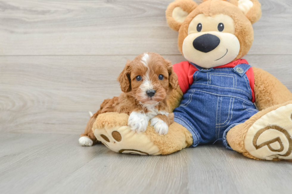 6 week old Cavapoo Puppy For Sale - Fairfield Furbabies