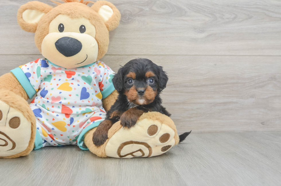 6 week old Cavapoo Puppy For Sale - Fairfield Furbabies