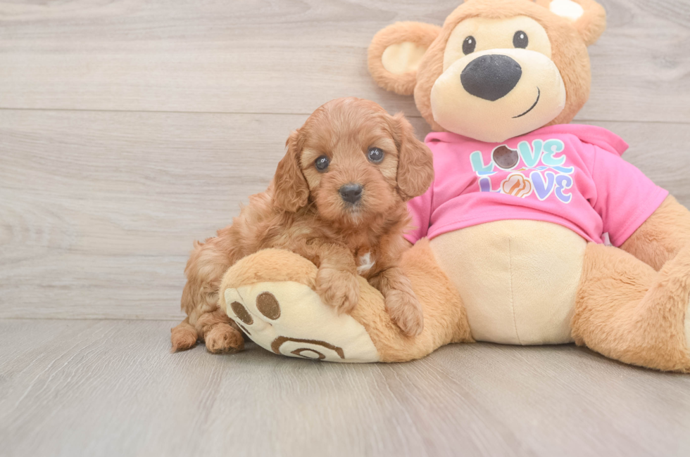 5 week old Cavapoo Puppy For Sale - Fairfield Furbabies