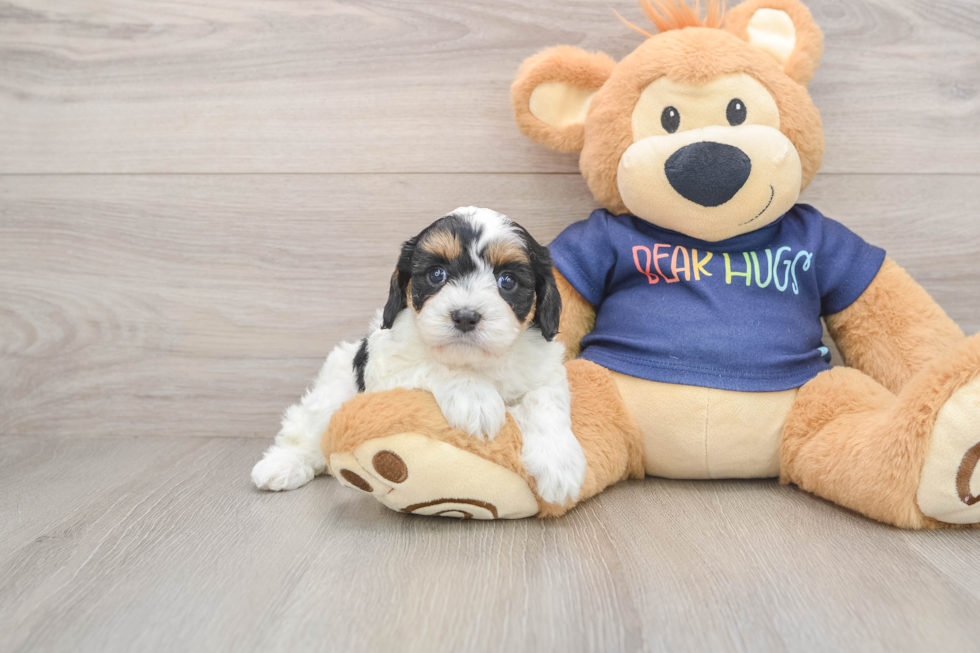 Cavapoo Puppy for Adoption