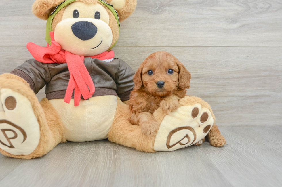 7 week old Cavapoo Puppy For Sale - Fairfield Furbabies