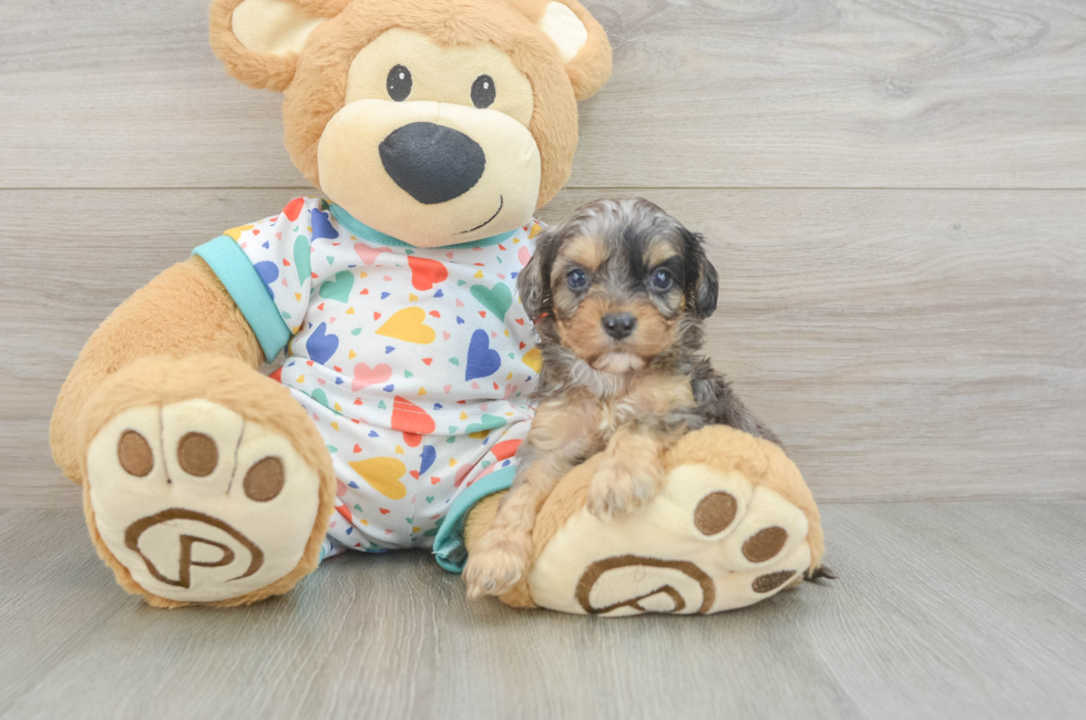 6 week old Cavapoo Puppy For Sale - Fairfield Furbabies