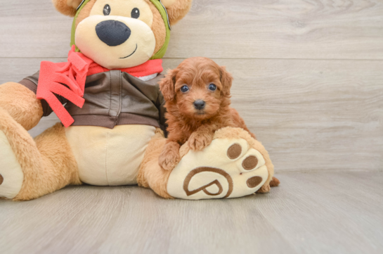 ALICIA, a Cavapoo littermate