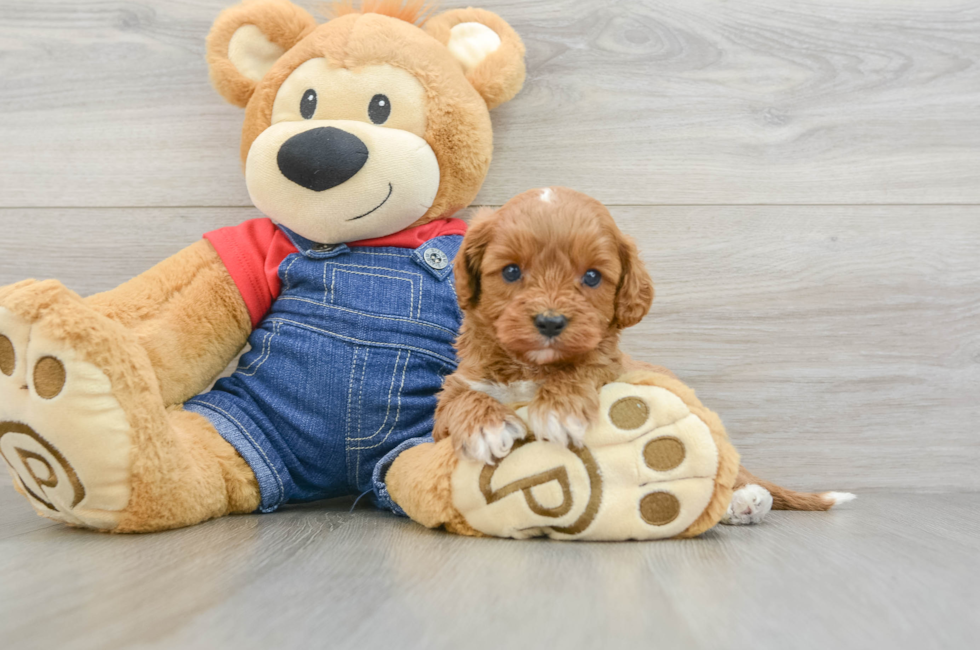 6 week old Cavapoo Puppy For Sale - Fairfield Furbabies