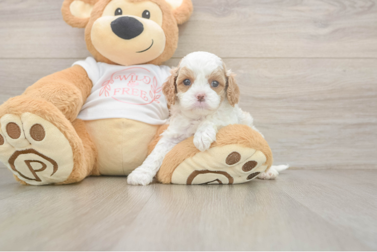 Sweet Cavapoo Baby