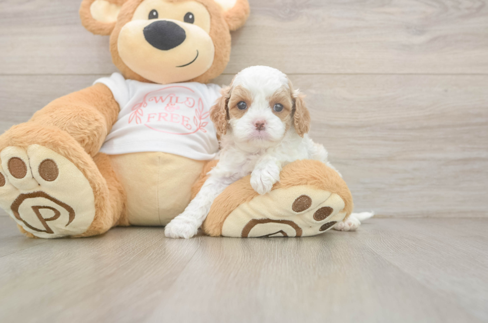 6 week old Cavapoo Puppy For Sale - Fairfield Furbabies