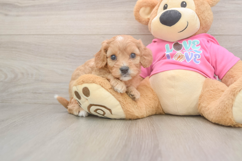 Small Cavapoo Baby