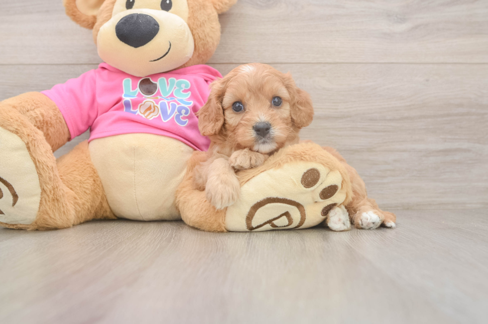 5 week old Cavapoo Puppy For Sale - Fairfield Furbabies