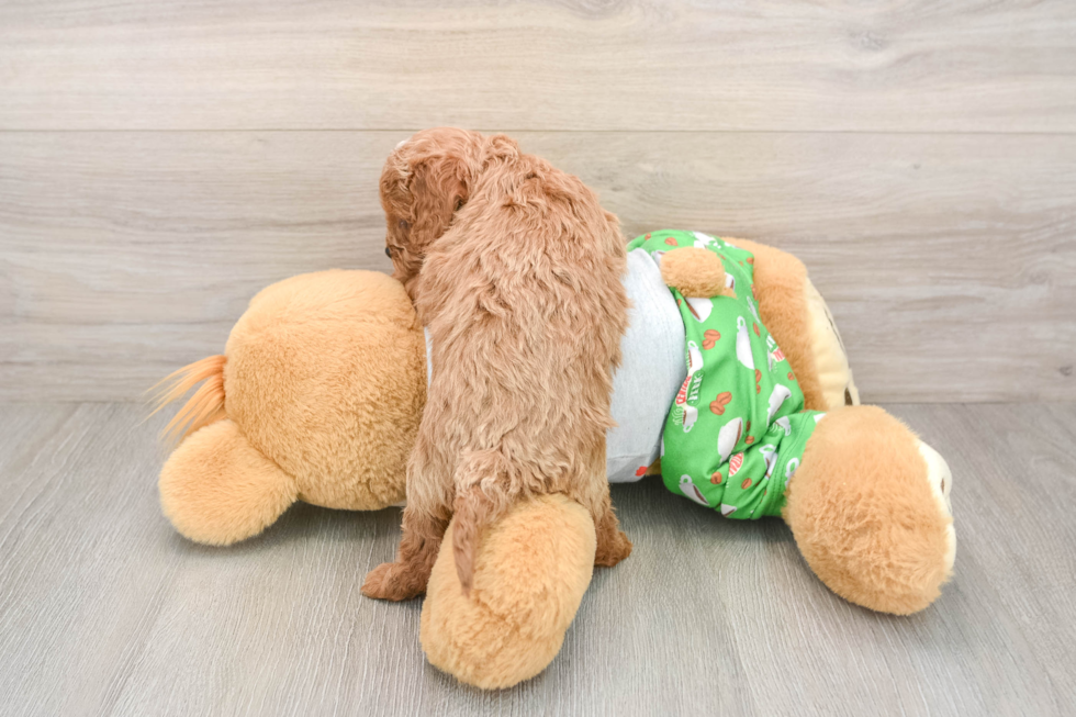 Smart Cavapoo Poodle Mix Pup