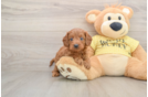 Cavapoo Pup Being Cute