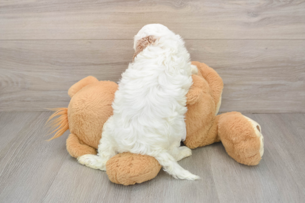 Cavapoo Puppy for Adoption