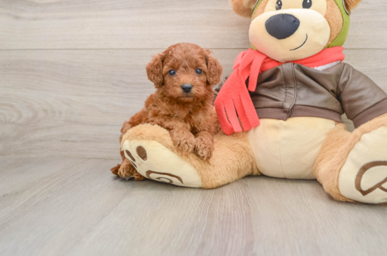 ALTON, a Cavapoo littermate