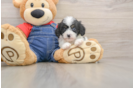 Best Cavapoo Baby