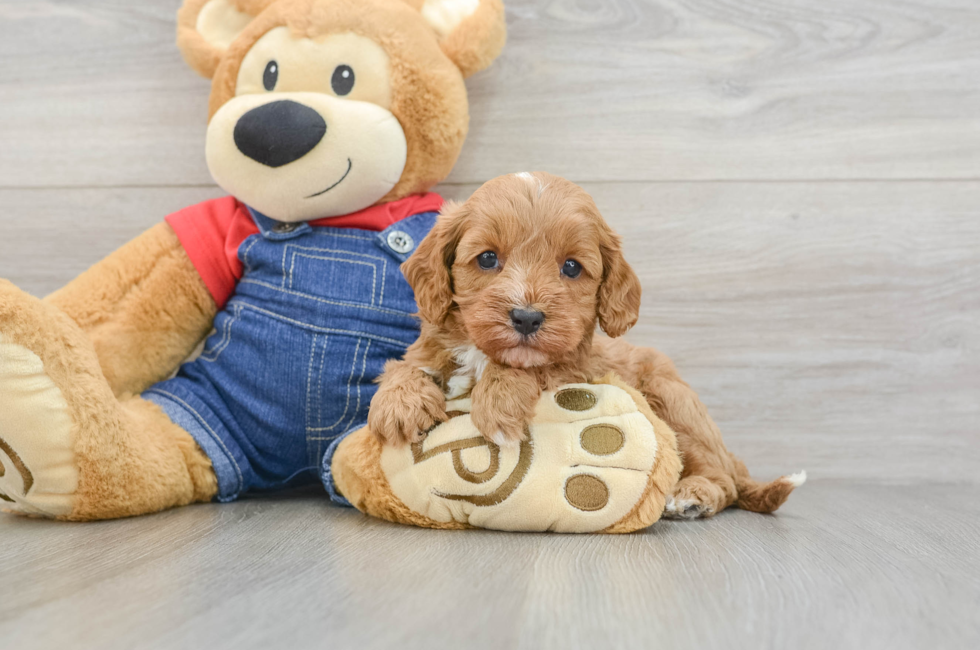 6 week old Cavapoo Puppy For Sale - Fairfield Furbabies