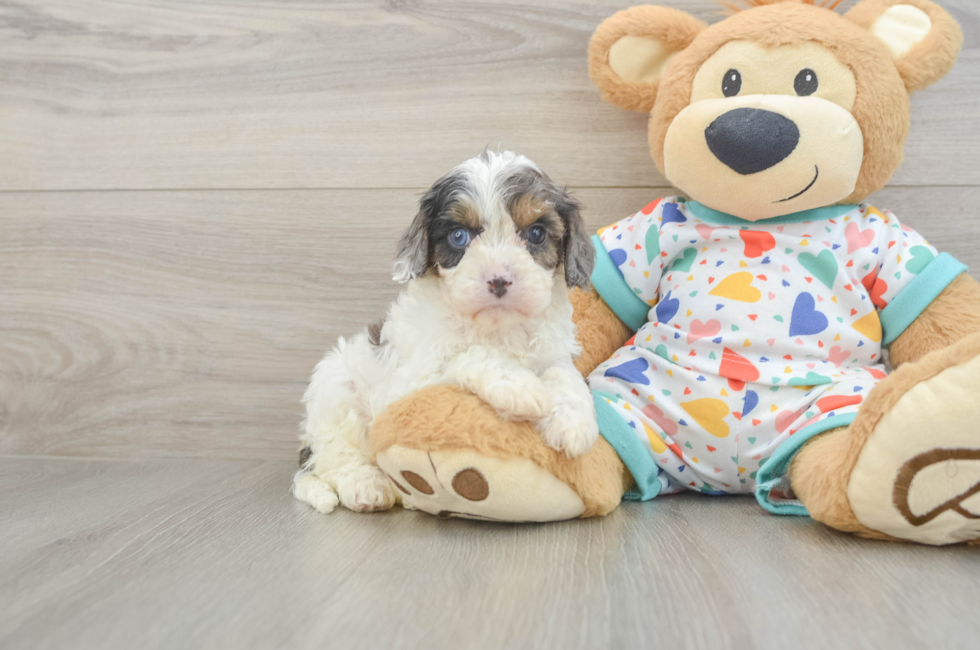 6 week old Cavapoo Puppy For Sale - Fairfield Furbabies
