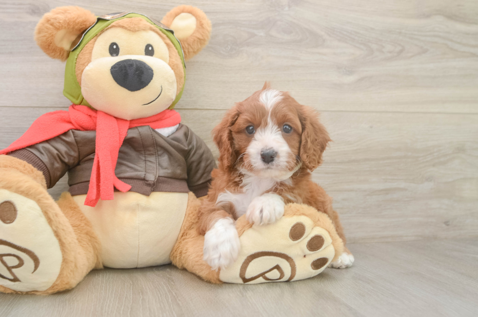 6 week old Cavapoo Puppy For Sale - Fairfield Furbabies