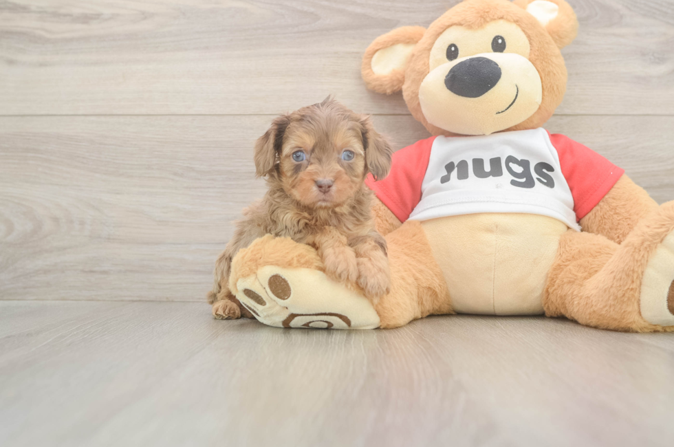 5 week old Cavapoo Puppy For Sale - Fairfield Furbabies