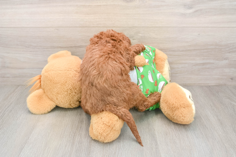 Cavapoo Puppy for Adoption