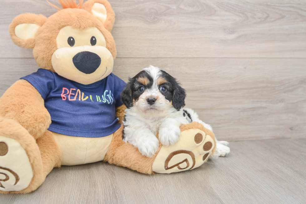 Cavapoo Puppy for Adoption