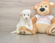8 week old Cavapoo Puppy For Sale - Fairfield Furbabies