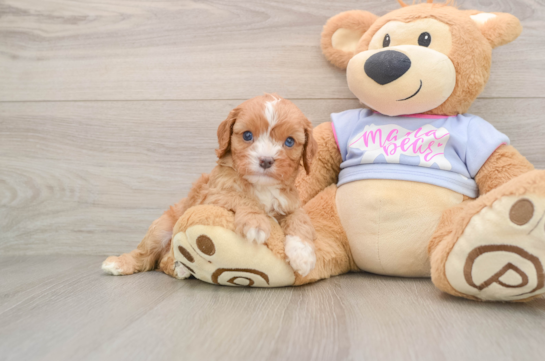 AMIGO, a Cavapoo littermate