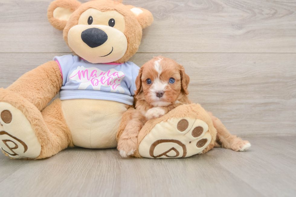 Petite Cavapoo Poodle Mix Pup