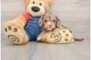Smart Cavapoo Poodle Mix Pup