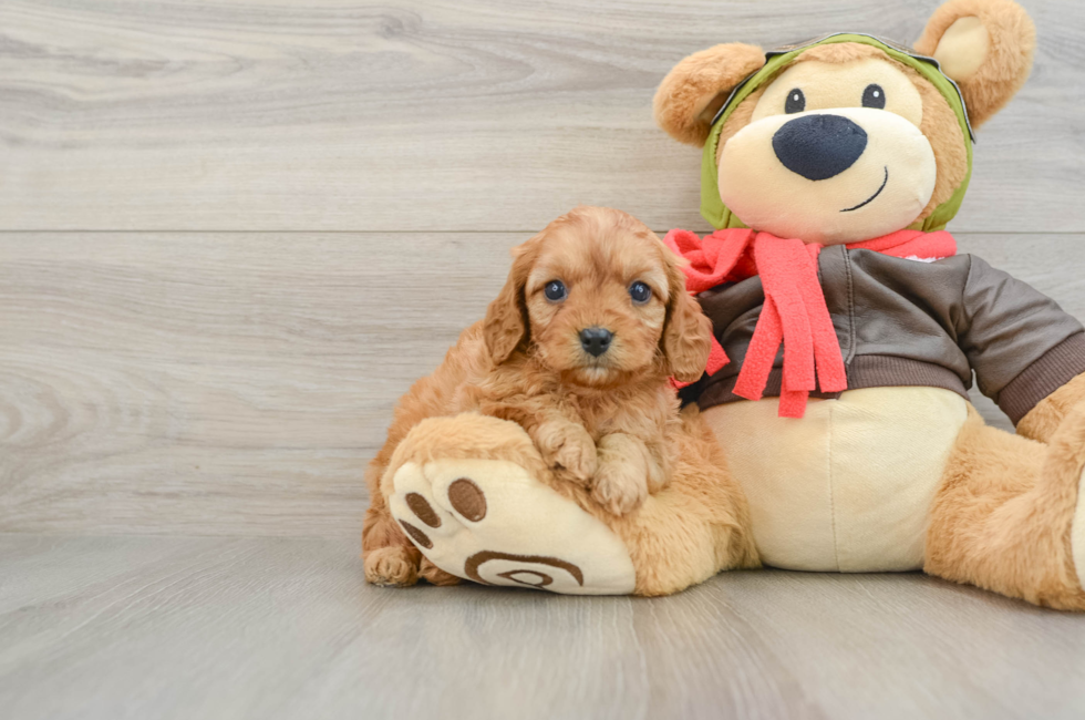 7 week old Cavapoo Puppy For Sale - Fairfield Furbabies