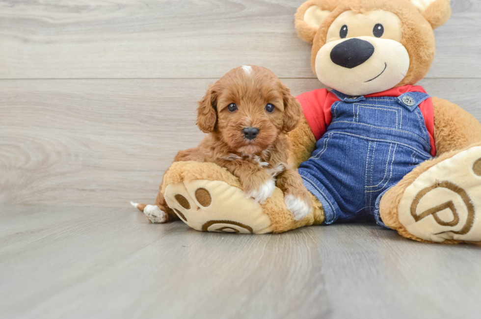 6 week old Cavapoo Puppy For Sale - Fairfield Furbabies